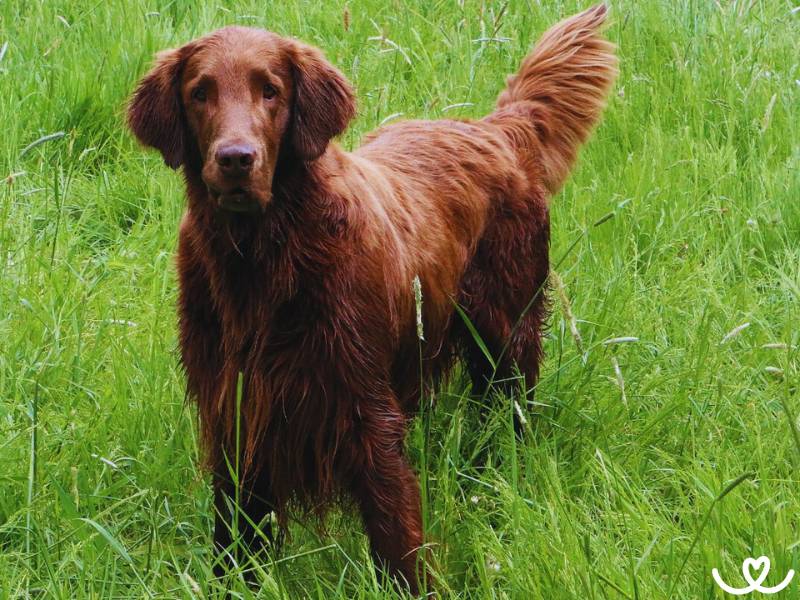 Plemeno-flat-coated-retrivr (11)